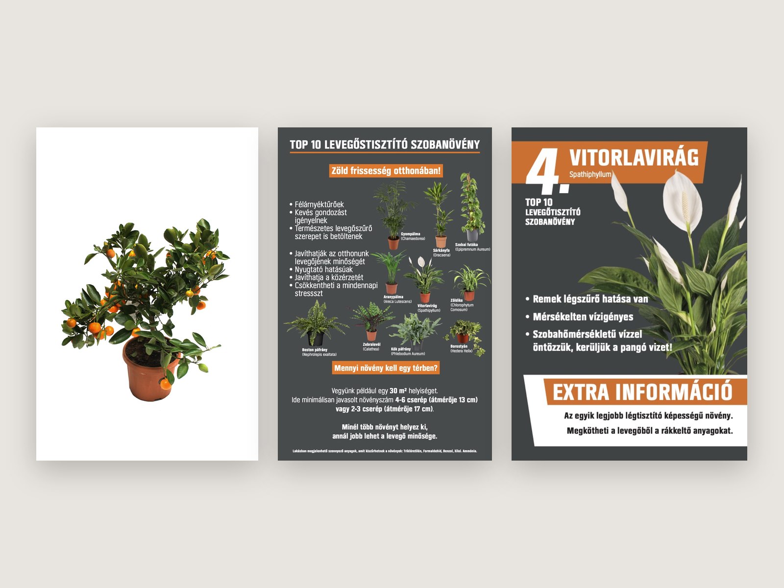 A retouched potted orange tree next to two OBI houseplant posters