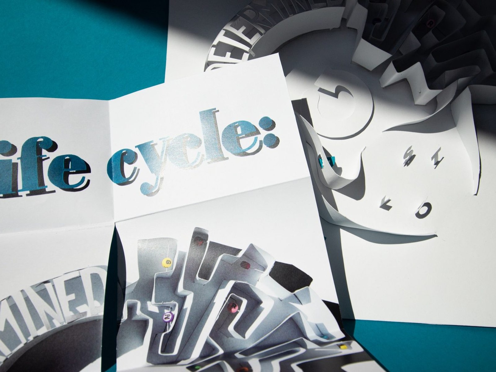 The Life cycle zine unfolded into its poster